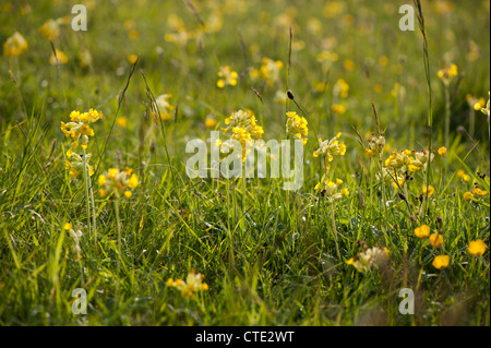 Primula veris Cowslips,, en fleurs Banque D'Images