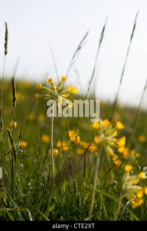 Primula veris Cowslips,, en fleurs Banque D'Images