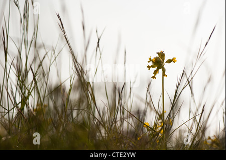 Coucou bleu, Primula veris, en fleurs Banque D'Images