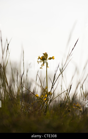 Coucou bleu, Primula veris, en fleurs Banque D'Images