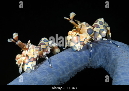 Harlekin crevettes sur Starfish, Hymenocera elegans, Bali, Indonésie, Tulamben Banque D'Images