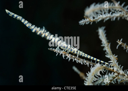 Les crevettes de l'aiguille sur le corail noir, Tozeuma armatum, Bali, Indonésie, Tulamben Banque D'Images