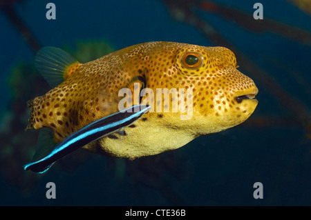 La Star Puffer nettoyés par Cleaner Wrasse, Arothron stellatus, Labroides dimidiatus, Bali, Indonésie, Tulamben Banque D'Images