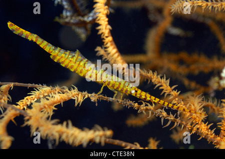 Les crevettes de l'aiguille sur le corail noir, Tozeuma armatum, Bali, Indonésie, Tulamben Banque D'Images