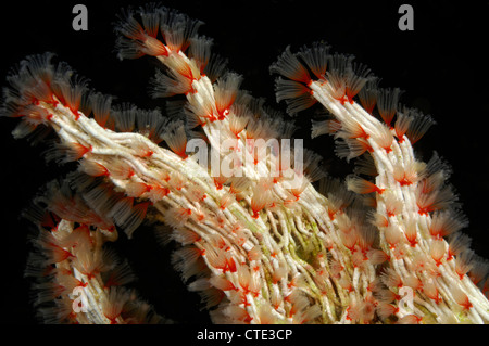 Colonie de vers tubicoles emmêlés, Filogranella elatensis, Komodo, Indonésie Banque D'Images