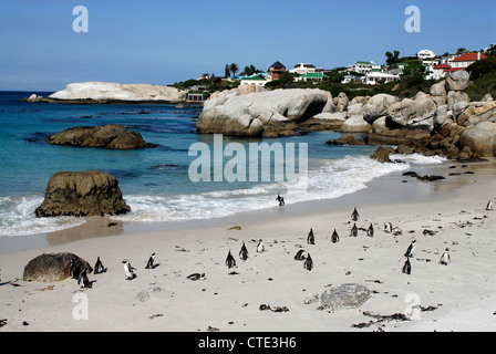 Manchot du Cap (Spheniscus demersus) colonie à Boulders Beach, près de Simon's Town, le Parc National de Table Mountain, Afrique du Sud Banque D'Images