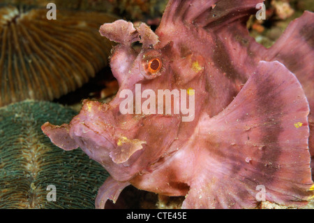 Mauvaises herbes, Scorpianfish rose Rhinopias eschmeyeri, Komodo, Indonésie Banque D'Images