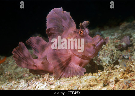 Mauvaises herbes, Scorpianfish rose Rhinopias eschmeyeri, Komodo, Indonésie Banque D'Images