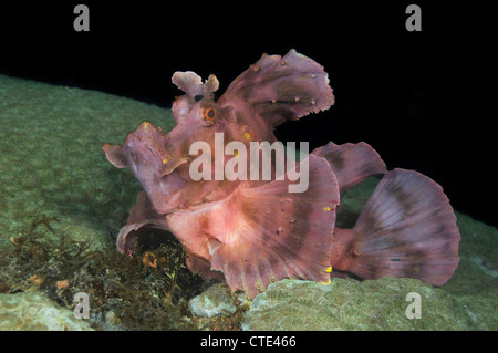 Mauvaises herbes, Scorpianfish rose Rhinopias eschmeyeri, Komodo, Indonésie Banque D'Images