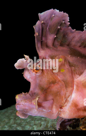 Mauvaises herbes, Scorpianfish rose Rhinopias eschmeyeri, Komodo, Indonésie Banque D'Images