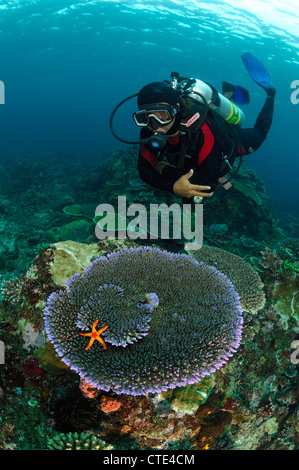 Scuba Diver et Table Coral, Komodo, Indonésie Banque D'Images