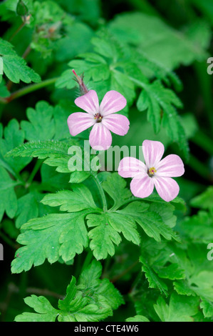 Geranium robertianum herbe-ROBERT (Géraniacées) Banque D'Images