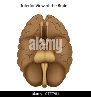 Base du cerveau Banque D'Images