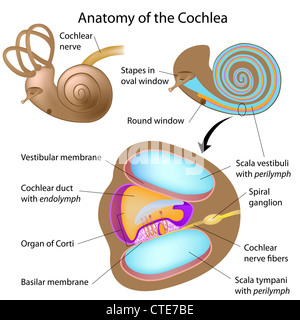Anatomie de la cochlée de l'oreille humaine Banque D'Images