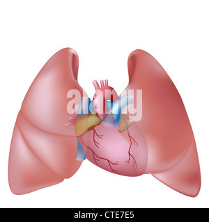 Les poumons et le cœur humain Banque D'Images