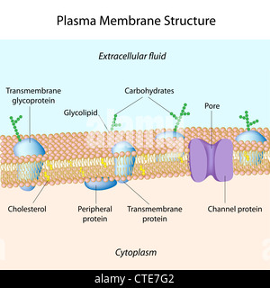 Structure des membranes plasmatiques Banque D'Images