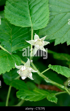 RASPBERRY Rubus idaeus (Rosacées) Banque D'Images