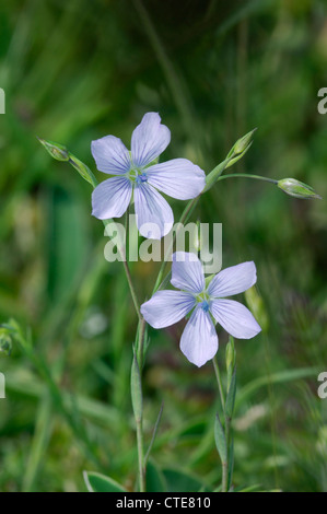 Lin vivace Linum perenne (Linaceae) Banque D'Images