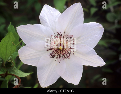 Clematis 'Miss Bateman' fleur blanche fleurs plantes plantes grimpantes grimpeur jardin jardins Banque D'Images