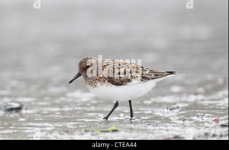 Bécasseau sanderling Calidris alba en plumage nuptial d'Ecosse Shetland UK Banque D'Images