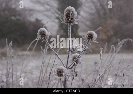 Chardons et graminées couvert de givre sur un matin brumeux. Photographié à Haugh, Nr Bradford on Avon, Wiltshire, Royaume-Uni Banque D'Images