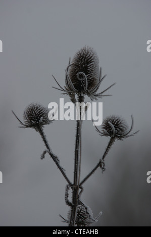 Chardons couvert de givre sur un matin brumeux. Photographie prise à Haugh, Nr Bradford on Avon, Wiltshire, Royaume-Uni Banque D'Images