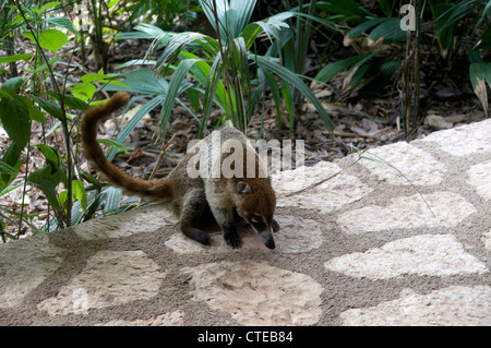 Le coatimundi est un mammifère au Mexique qui a une longue queue, museau pointu et des griffes d'escalade ! Banque D'Images