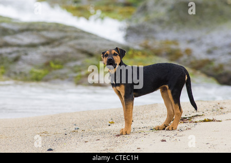 Chiot de race mixte sur la plage. Banque D'Images