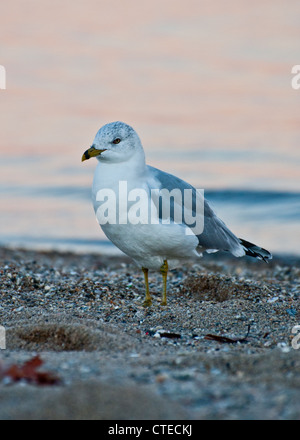 Ring-Billed on beach at sunset Gull (Larus delawarensis) Banque D'Images