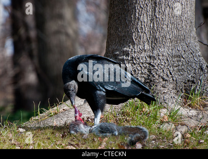 Urubu noir Eating Squirrel Banque D'Images