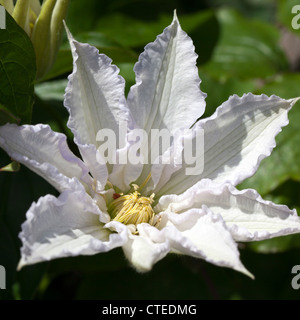 'Gladys Picard' Début à grande fleur, groupe, Klematis (Clematis) Banque D'Images