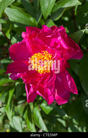 'Karl Rosenfield' jardin commun, Luktpion la pivoine (Paeonia lactiflora) Banque D'Images