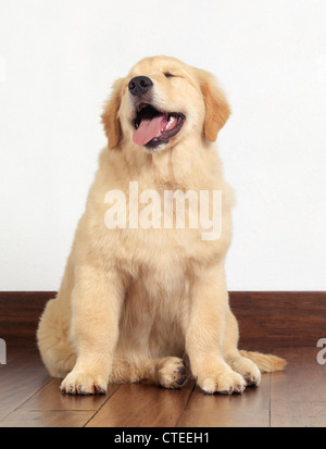 Licence disponible sur MaximImages.com - Portrait d'un Golden Retriever chiot de 4 mois isolé sur fond blanc Banque D'Images