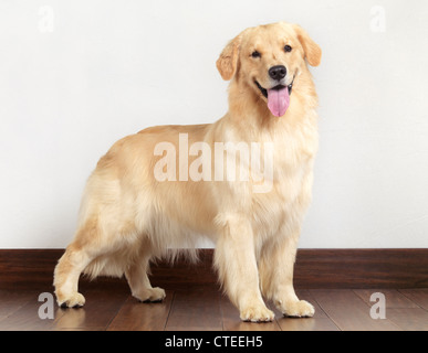 Licence disponible sur MaximImages.com - Portrait d'un Golden Retriever chiot de 4 mois isolé sur fond blanc Banque D'Images