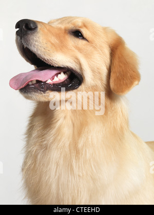 Licence disponible sur MaximImages.com - Portrait d'un Golden Retriever chiot de 4 mois isolé sur fond blanc Banque D'Images