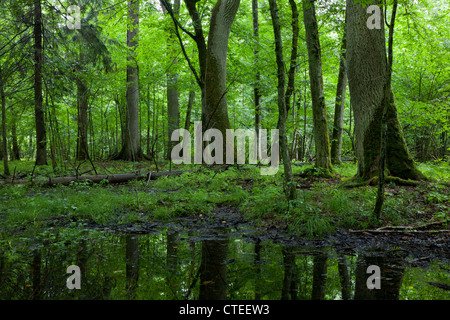 Midi d'été humide en peuplement feuillu de la forêt de Bialowieza avec de l'eau stagnante en premier plan Banque D'Images