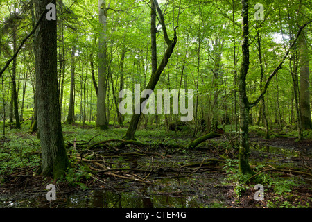 Midi d'été humide en peuplement feuillu de la forêt de Bialowieza avec de l'eau stagnante en premier plan Banque D'Images