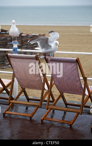 Mouettes sur transats Banque D'Images