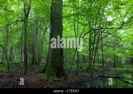 Midi d'été humide en peuplement feuillu de la forêt de Bialowieza avec de l'eau stagnante en premier plan Banque D'Images