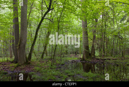 Midi d'été humide en peuplement feuillu de la forêt de Bialowieza avec de l'eau stagnante en premier plan Banque D'Images