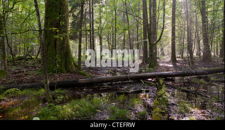 Midi d'été humide en peuplement feuillu de la forêt de Bialowieza avec arbre brisé de mensonge et de l'eau debout Banque D'Images