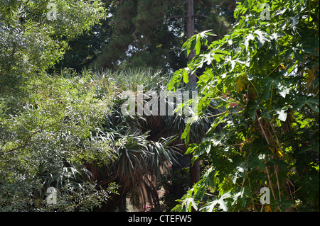 Arbre dragon, Dracaena draco, Orto Botanico, Palerme, Sicile, Italie. Banque D'Images