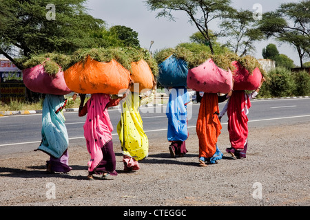 Les femmes vêtues de saris transport de lourdes charges d'herbes sur leurs têtes sur route pour Jodhpur dans le Rajasthan en Inde Banque D'Images