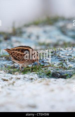 Jack Snipe Lymnocryptes minimus en Ecosse Shetland neige UK Banque D'Images