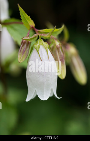 Campanula takesimana alba. Bellflower Banque D'Images