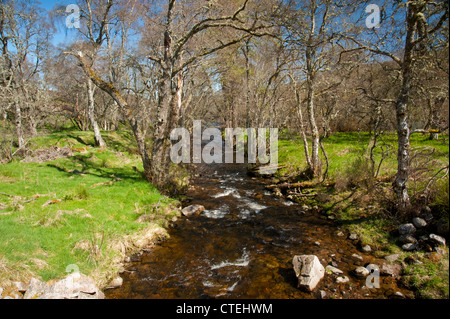 Flux d'eau douce qui se jette dans la rivière Spey Écossais un mille en aval. 8232 SCO Banque D'Images