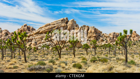 États-unis, Californie, Joshua Tree National Park, Joshua trees in desert Banque D'Images