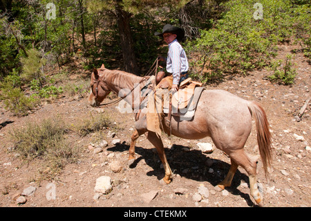 USA Utah Escalante, balade à cheval jusqu'au plateau d'Aquarius à travers forêt de pins ponderosa. Banque D'Images