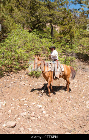 USA Utah Escalante, balade à cheval jusqu'au plateau d'Aquarius à travers forêt de pins ponderosa. Banque D'Images