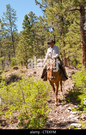 USA Utah Escalante, balade à cheval jusqu'au plateau d'Aquarius à travers forêt de pins ponderosa. Banque D'Images